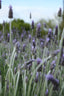 Lavender Toner | 240 ml