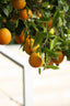 Vitamin C Serum 12% | 30 ml