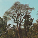 Testing Alt