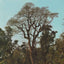 Testing Alt