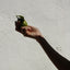 Ginger-Lime Sugar Scrub | 235 ml