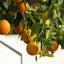 Vitamin C serum 20% | 30 ml