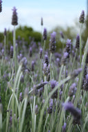 Lavender Toner | 240 ml - Indigo Cosmetics